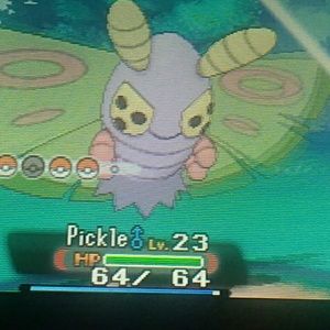 Meet your Posher, Holly